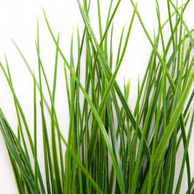 Трава искусственная -4, шт  (осока 50 см/8 см  7 листов)				 - купить в Магадане. Цена: 130.73 руб.