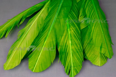 Декоративный Пучок из перьев, перо 24см/зеленый - купить в Магадане. Цена: 12.19 руб.